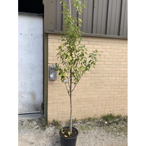 259 - Betula Albosinensis Fascination 20L (£45.00 RRP)