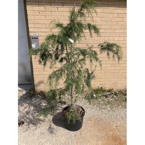 261 - Cedrus Deodora 25L (£55.00 RRP)