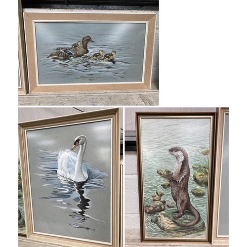 412 - 3 framed signed K. Dawson wildlife watercolours, Otter 36x64cm, Swan 52x67cm & Mallard 69x44cm