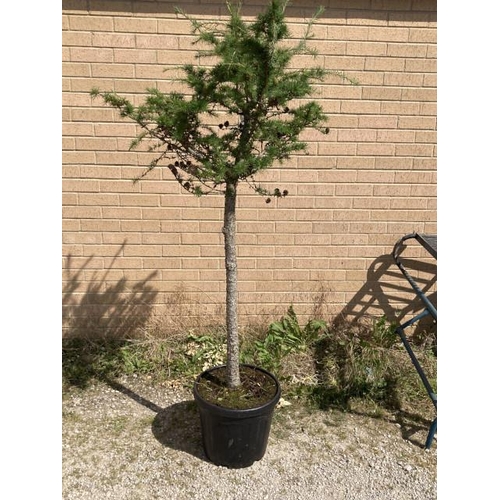 98 - Larix Decidua 25L 1/2 STD (£60.00 RRP)