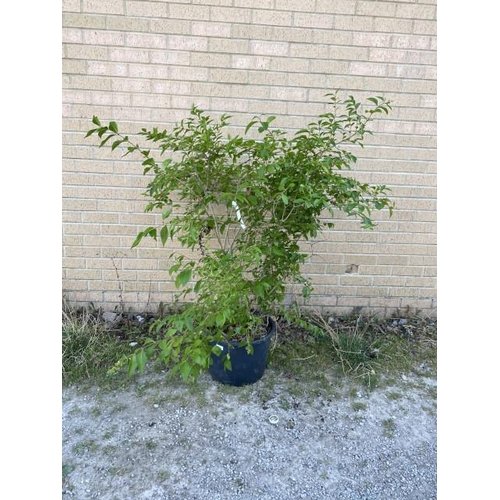 1 - Ligustrum Ovalifolium 20L (£40.00 RRP)