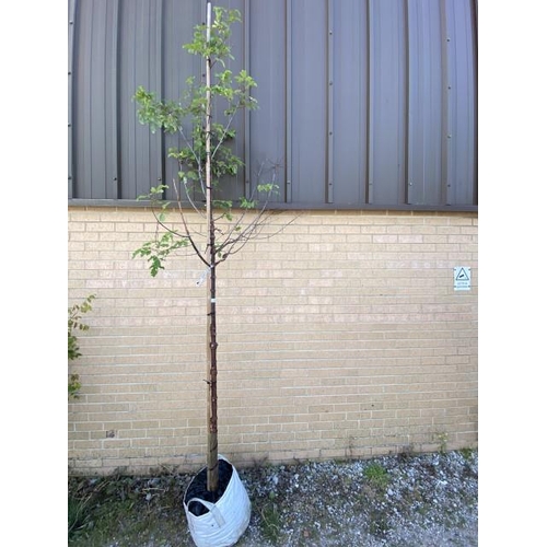 10 - Acer Griseum (£275.00 RRP)