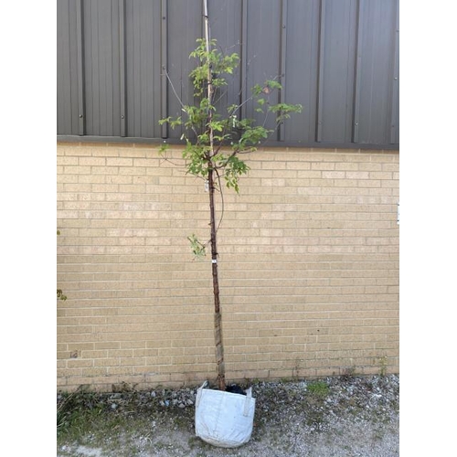 11 - Acer Griseum (£275.00 RRP)