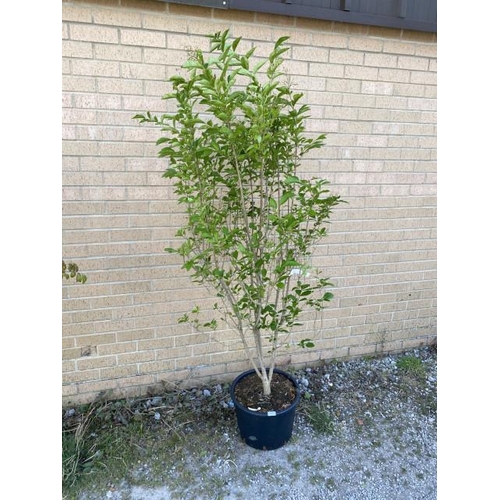 12 - Ligustrum Ovalifolium 20L (£40.00 RRP)