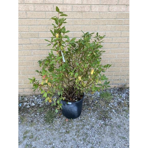 13 - Viburnum Tinus Eve Price 18L (£70.00 RRP)