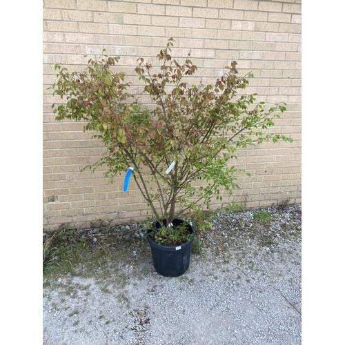 14 - Euonymus Alatus 30L (£100.00 RRP)