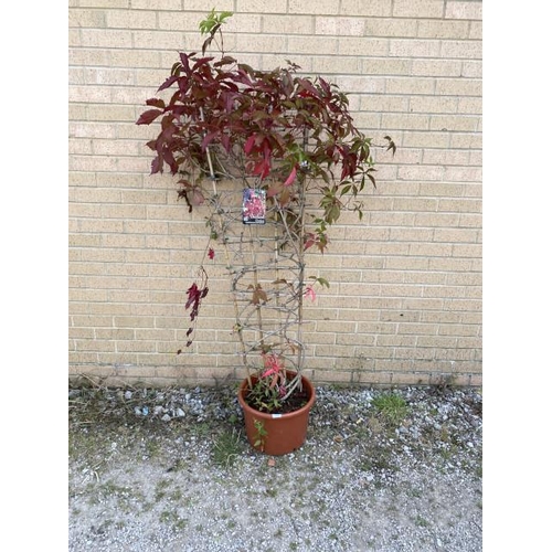 15 - Parthenocissus 20L (£65.00 RRP)