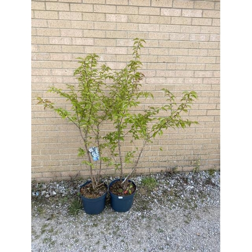 16 - 2x Prunus Nipponica ‘Brillant’ (£45.00 RRP)