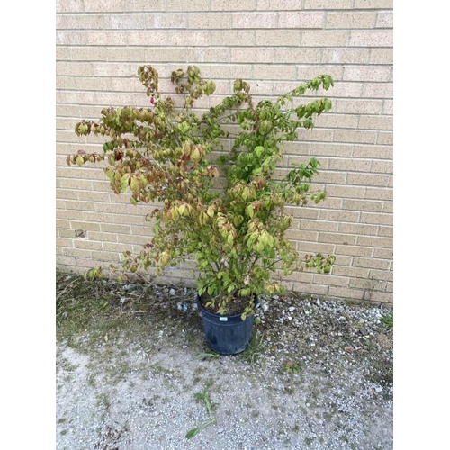 18 - Euonymus Alatus Compactus 20L (£80.00 RRP)