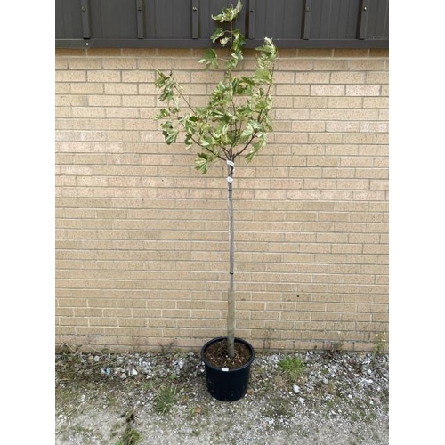 19 - Acer Pseudo Simon-Louis Freres 20L (£45.00 RRP)