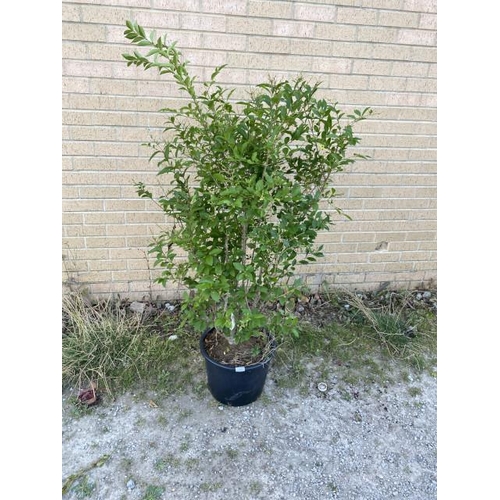 2 - Ligustrum Ovalifolium 20L (£40.00 RRP)