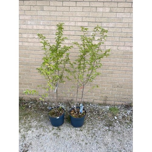 20 - 2x Prunus Nipponica ‘Brillant’ (£45.00 RRP)