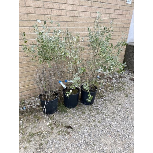 21 - 3x Teucrium Fruticans 10L (£30.00 RRP)