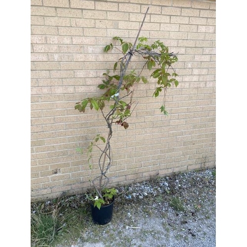 24 - Parthenocissus Quing Englemannii 10L (£40.00 RRP)