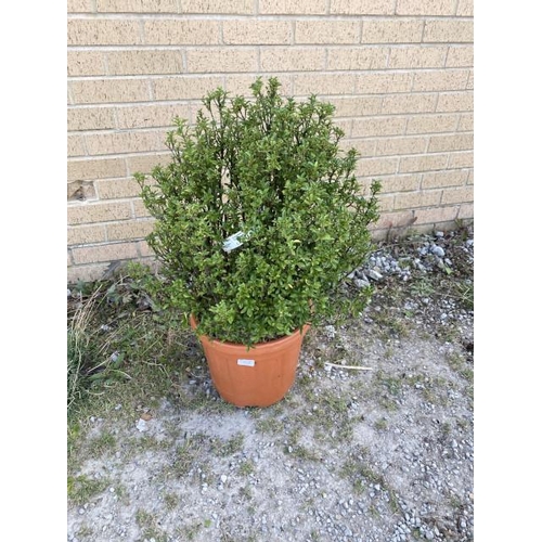 25 - Euonymus Pulchellus 15L (£45.00 RRP)