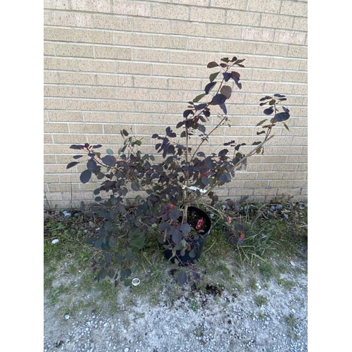 26 - Cotinus Cogg Dusky Maiden 15L (£45.00 RRP)