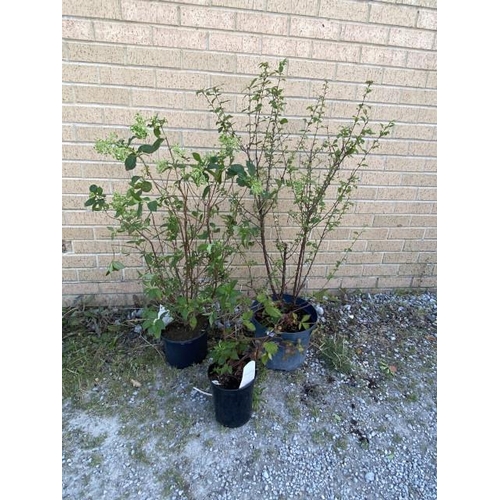 27 - Prunus Tomentosa (£45.00 RRP), Hydrangea 'Limelight' & Blackberry 'Tiny Black'