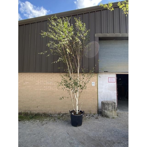 28 - Betula Utilis Jacquemontii 90L (£375.00 RRP)