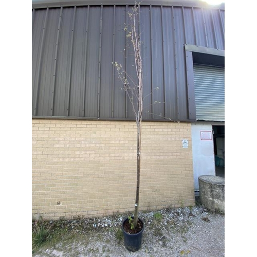 3 - Sorbus Arn White Wax (£175.00 RRP)