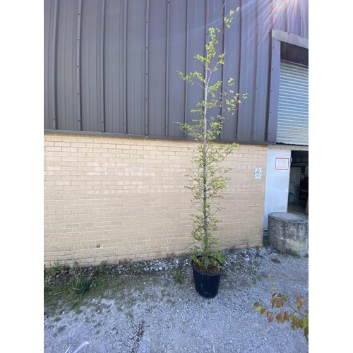 5 - Fagus Sylvatica (£135.00 RRP)