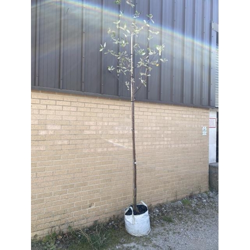 6 - Sorbus Aria Magnifica (£165.00 RRP)