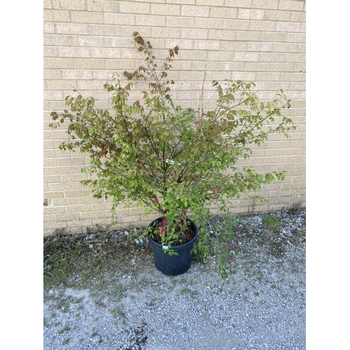 7 - Euonymus Alatus 30L (£100.00 RRP)