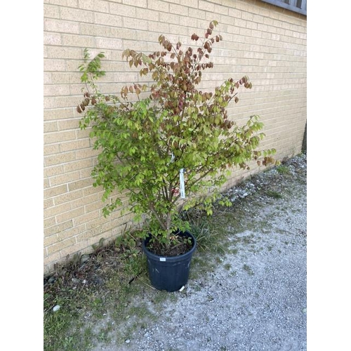 8 - Euonymus Alatus 30L (£100.00 RRP)