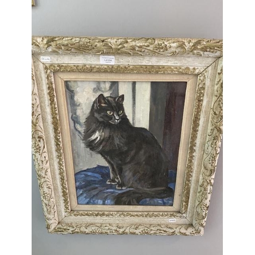 234 - Framed oil on canvas of a cat (unsigned) 56 x 66cm