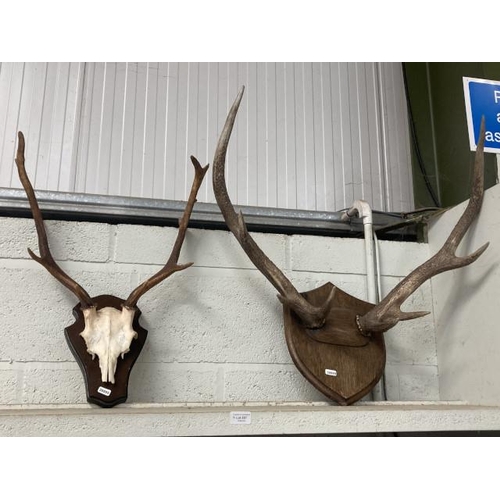 297 - Two mounted stags antlers