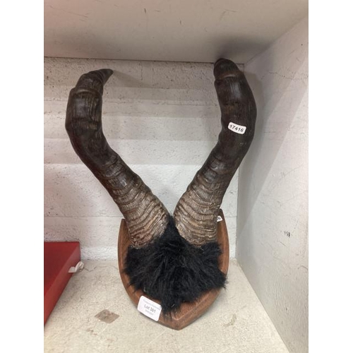 301 - Mounted taxidermy horns of a South African Red hartebeest