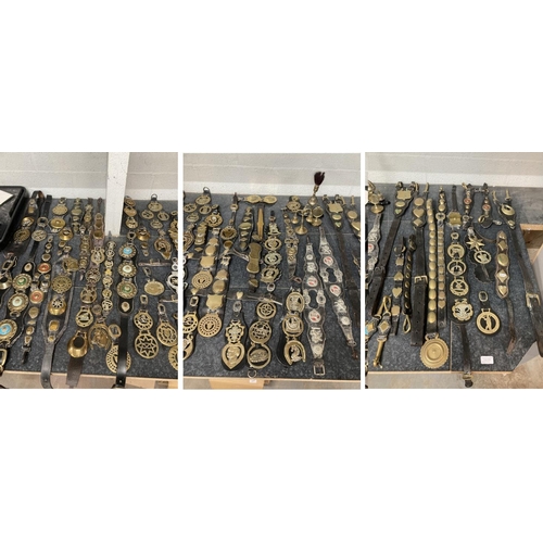 310 - Large selection of horse brasses inc. carriage/ driving harness brass terrets, Victorian & later Ham... 