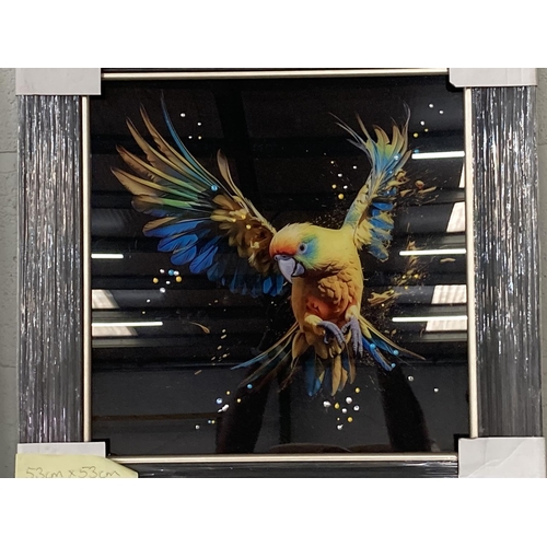 374 - Framed Parakeet print on glass NEW 53cm square