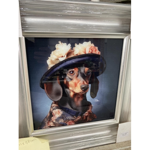 383 - Framed 'Dressed Up Sausage Dog' print on glass NEW 46cm square