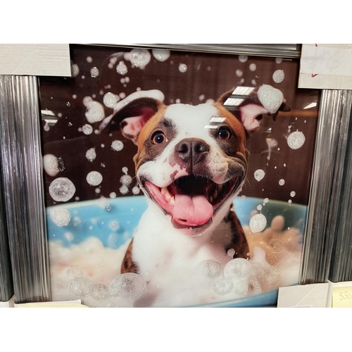 387 - Framed 'Bubble Bath, Staffordshire Bull Terrier' print on glass 53cm square NEW