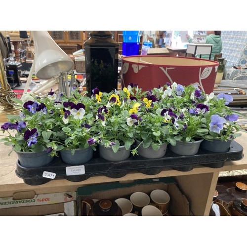 439 - Tray of 18 Viola plants