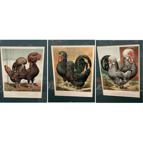 393 - 3 framed antique book plates of 'Golden Spangled Polish Chickens', 'Young Champion & Lady' & 'Creve-... 