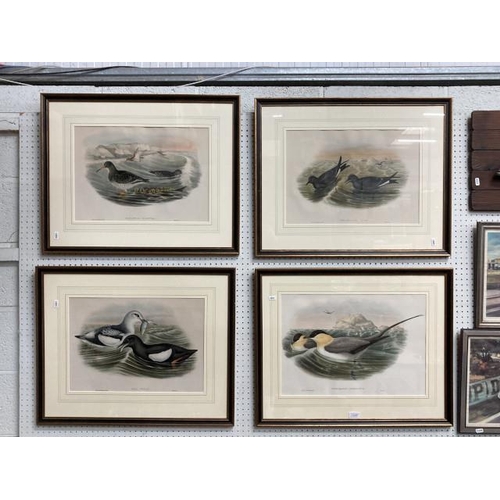 403 - 4 framed John Gould lithographs from 'The Seabirds Of Great Britain, 1862-73', 'Stercorarius Longica... 