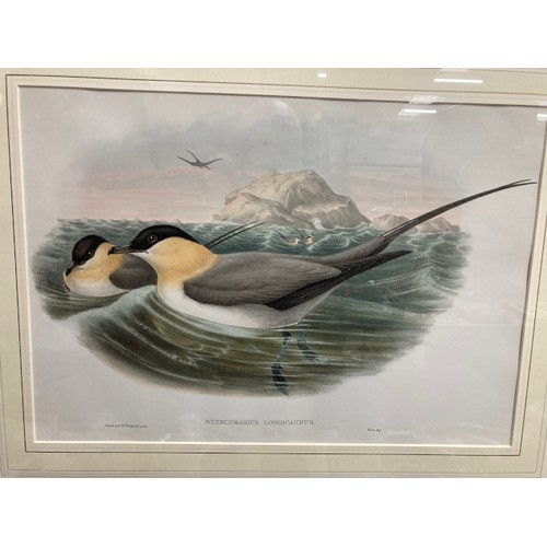 403 - 4 framed John Gould lithographs from 'The Seabirds Of Great Britain, 1862-73', 'Stercorarius Longica... 