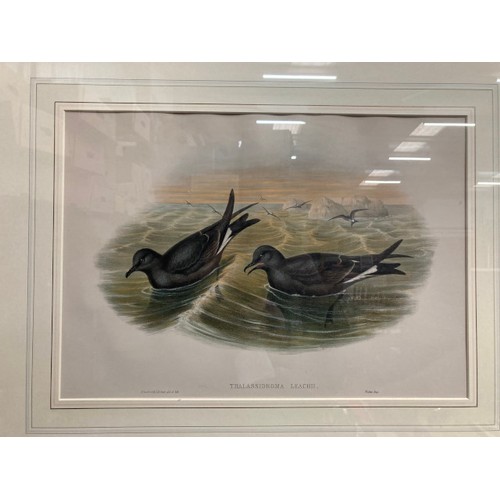 403 - 4 framed John Gould lithographs from 'The Seabirds Of Great Britain, 1862-73', 'Stercorarius Longica... 