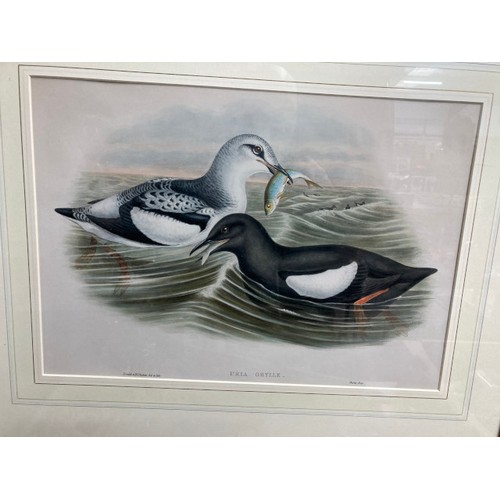 403 - 4 framed John Gould lithographs from 'The Seabirds Of Great Britain, 1862-73', 'Stercorarius Longica... 