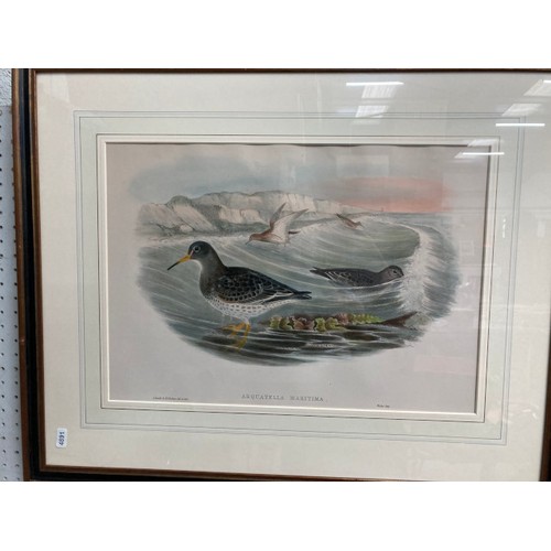 403 - 4 framed John Gould lithographs from 'The Seabirds Of Great Britain, 1862-73', 'Stercorarius Longica... 