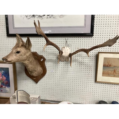 368 - Mounted stags antlers & a taxidermy Roe deer