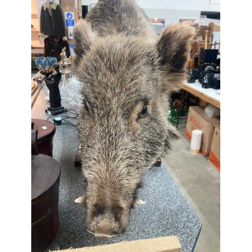 207 - Taxidermy Wild Boar standing on a wooden plinth 70cm high