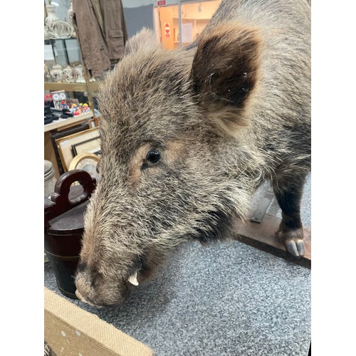 207 - Taxidermy Wild Boar standing on a wooden plinth 70cm high