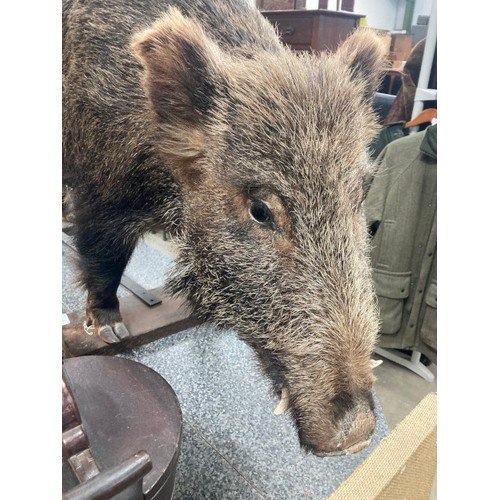 207 - Taxidermy Wild Boar standing on a wooden plinth 70cm high