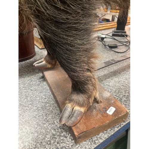 207 - Taxidermy Wild Boar standing on a wooden plinth 70cm high