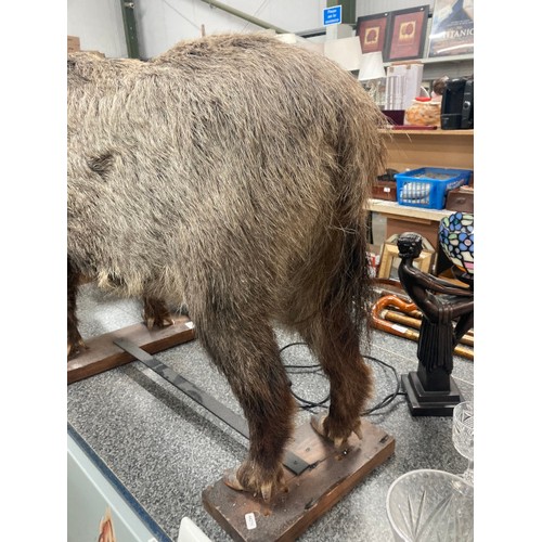 207 - Taxidermy Wild Boar standing on a wooden plinth 70cm high