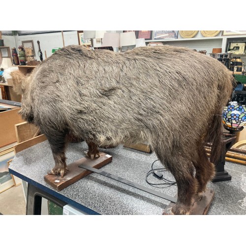 207 - Taxidermy Wild Boar standing on a wooden plinth 70cm high