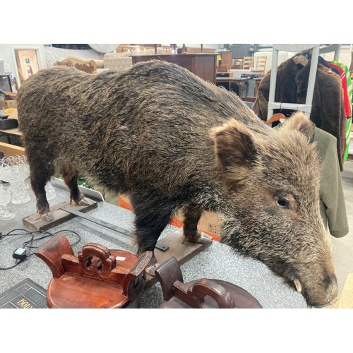 207 - Taxidermy Wild Boar standing on a wooden plinth 70cm high