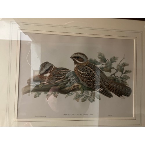 277 - 4 framed 'The Birds of Great Britain' by John Gould & H.C. Richter prints 56x70cm